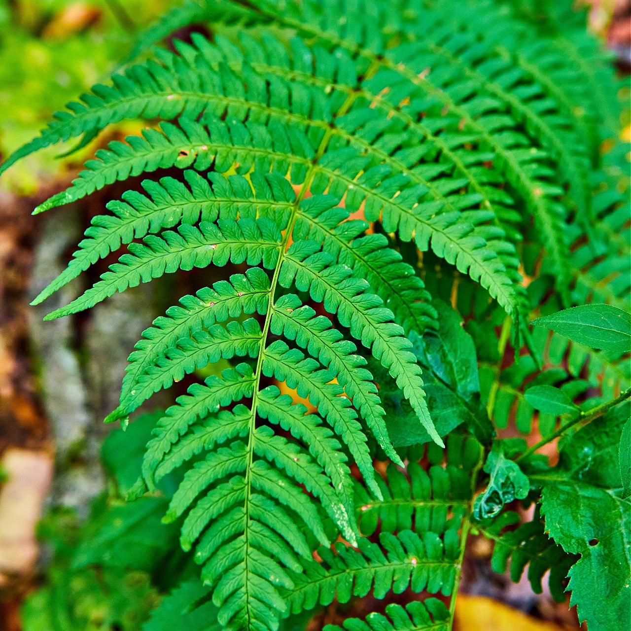 New York Fern's Bring Green Leaves