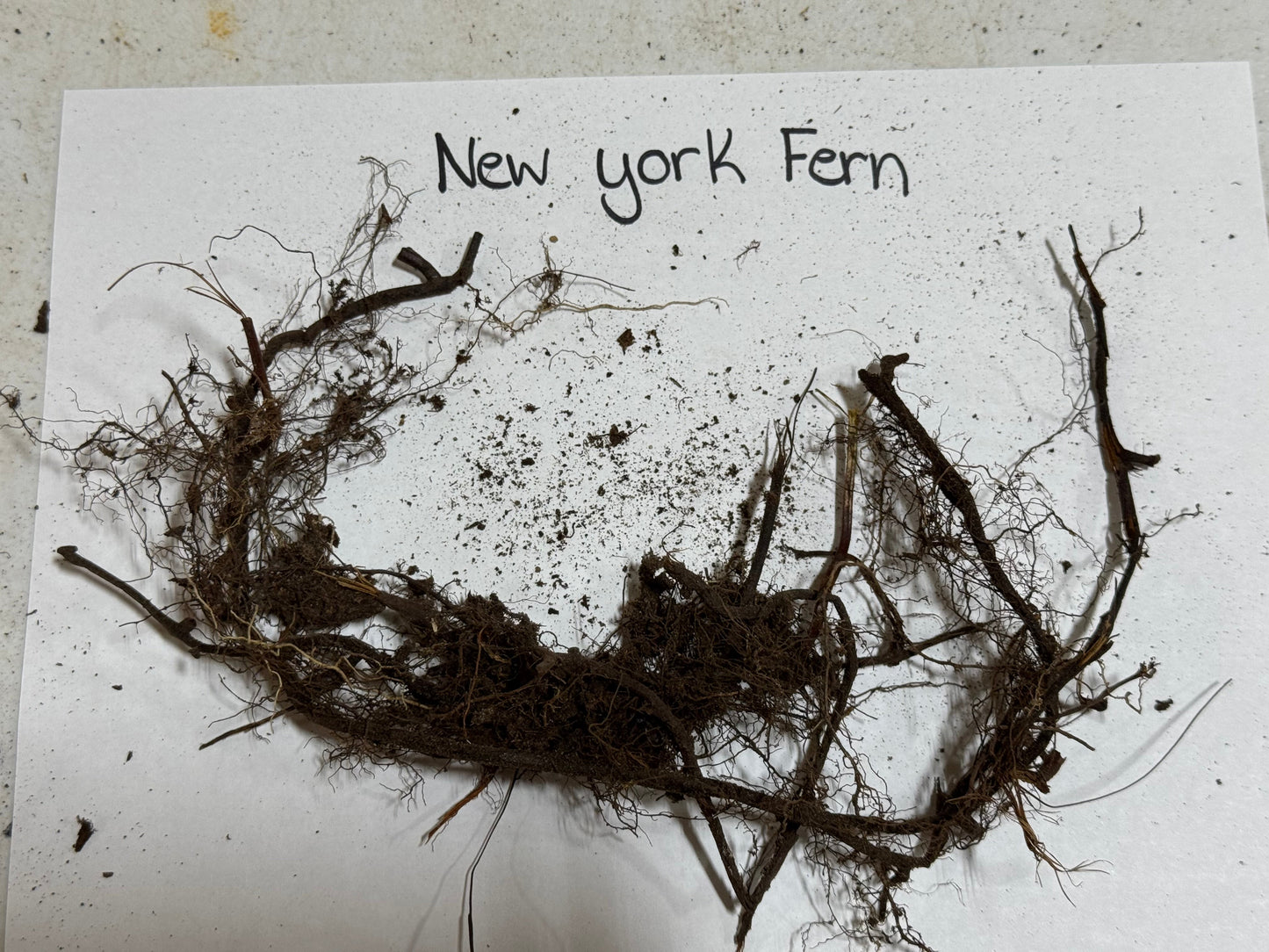 New York Fern roots