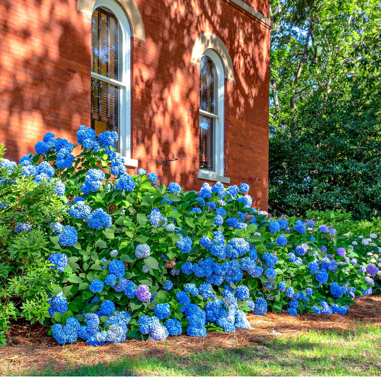 Nikko Blue Hydrangea Plant's Gorgeous Blue Flowers