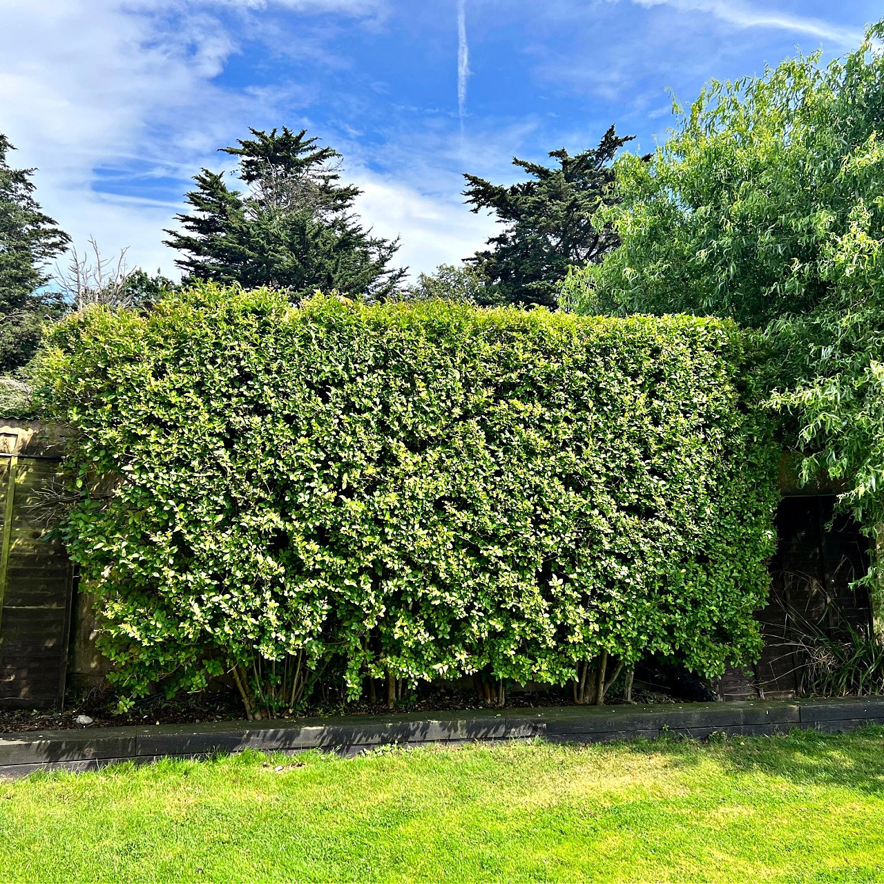 A dense hedge of Northern Privet shrubs in a garden, showing lush green foliage.