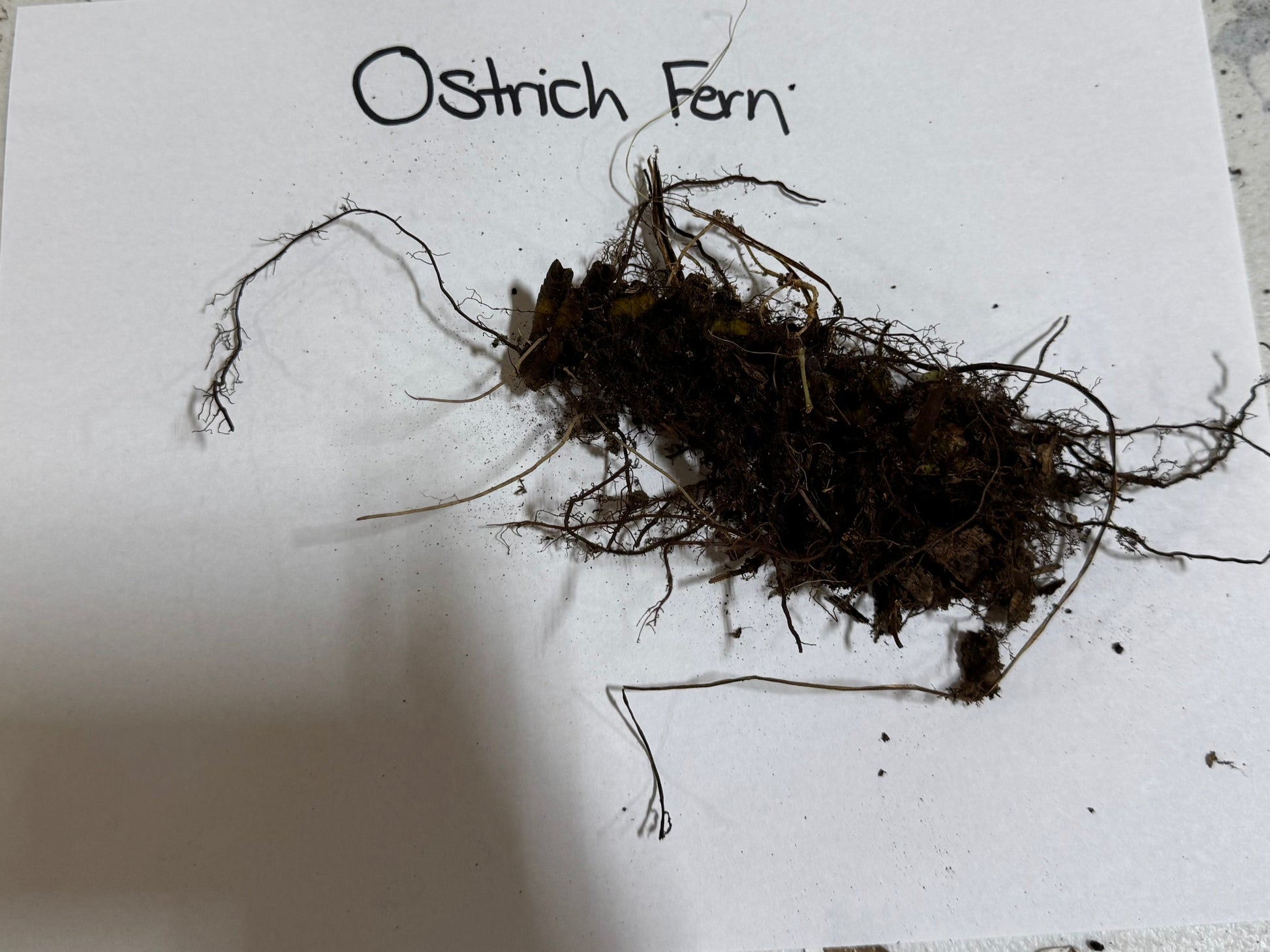 Ostrich fern root