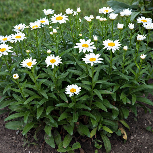 Oxeye Daisy Plant's Bright White Flowers