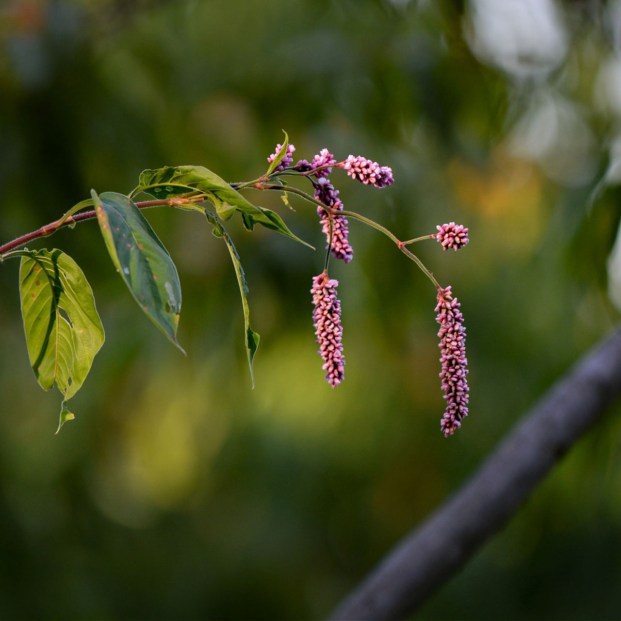 Pennsylvania Smartweed Plant's Tiny Pink Bloom