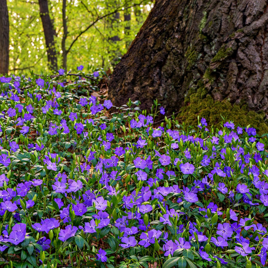 A garden scene featuring a mass planting of periwinkle plants with vibrant purple flowers, growing alongside a large tree.