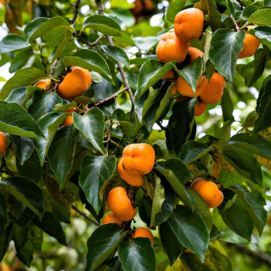 Persimmon Tree With Bright Orange Fruit