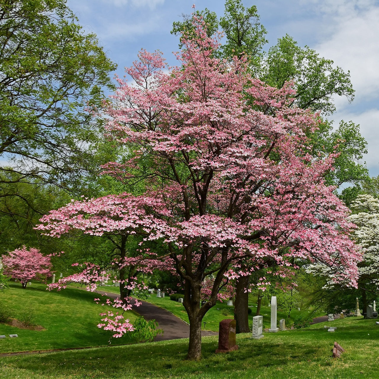 A red dogwood tree in bloom with vibrant pink flowers, set against a backdrop of green leaves and a clear sky.