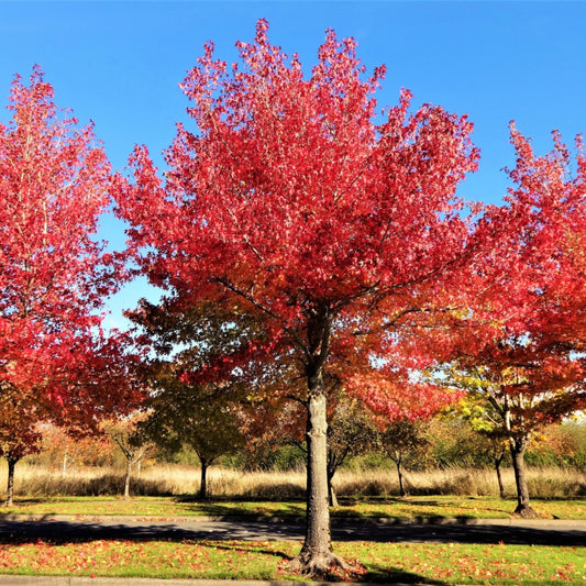 Red Maple Trees In Landscaping