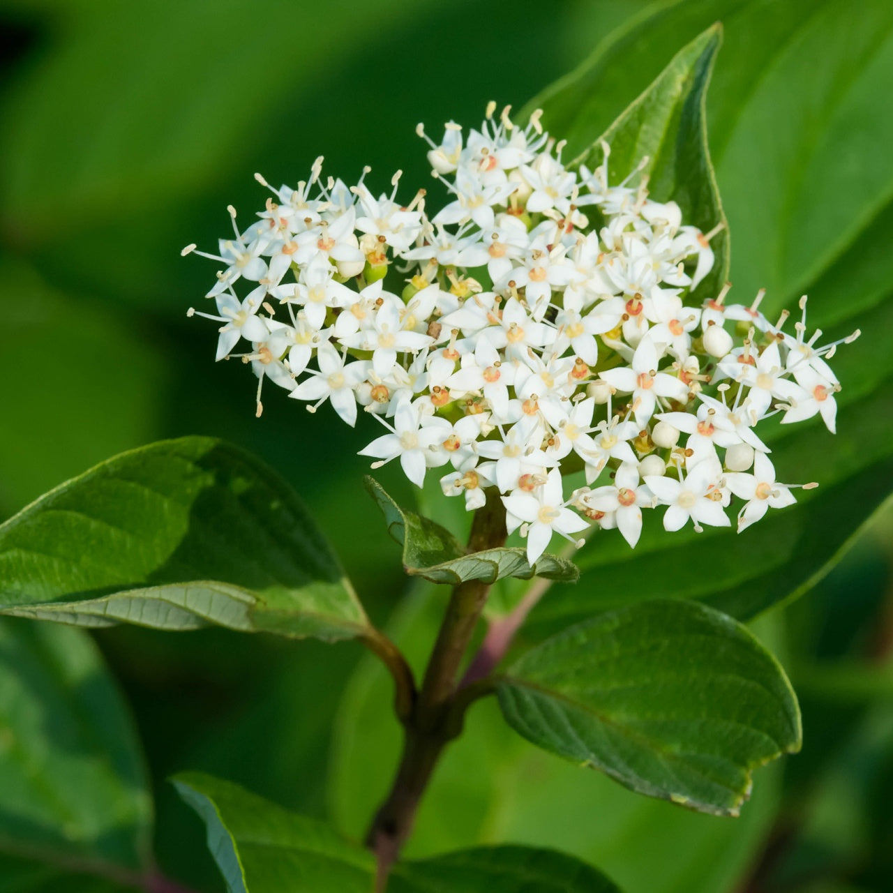 Red Osier Dogwood's Small White Blooms