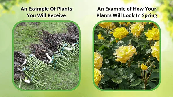 Bundles of bare-root Northern Spice Bush yellow roses with green stems and tags