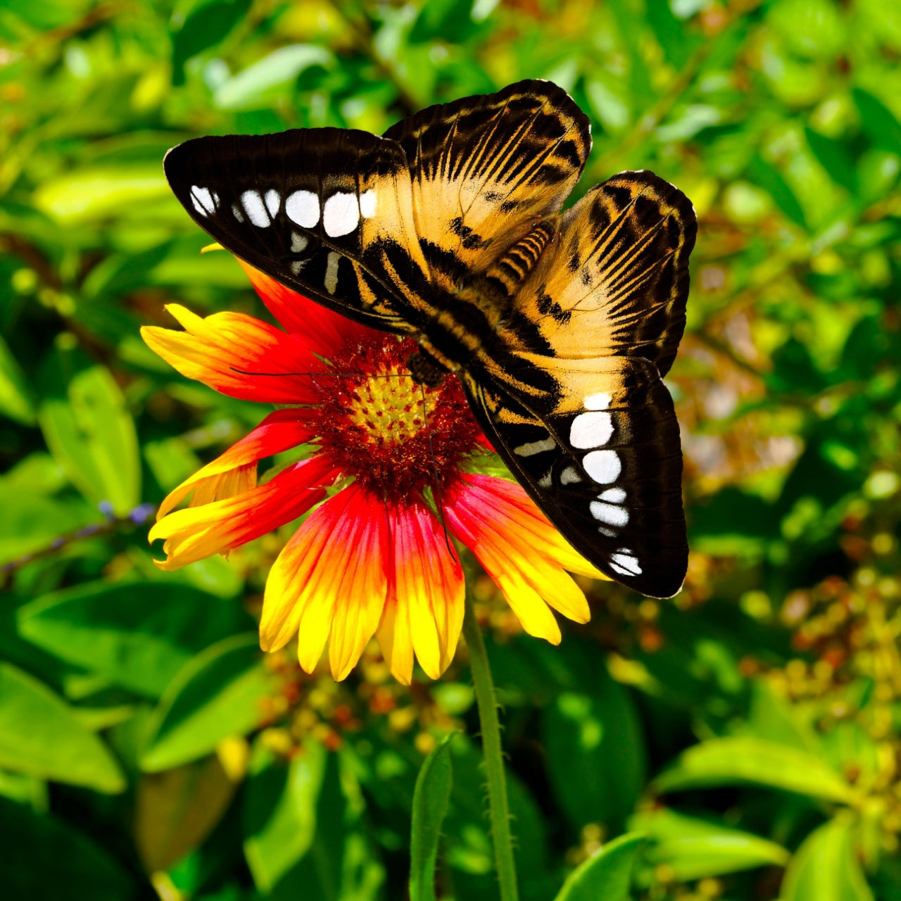 Butterfly on a red and yellow flower with green leaves in the background
