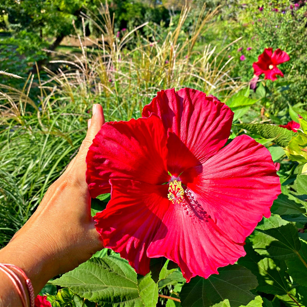 Hand holding a bright red rose mallow flower in a garden setting