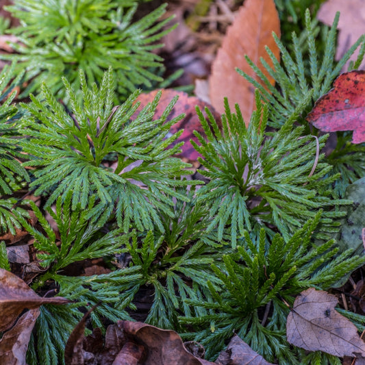 Running Cedar growing on the ground with some dry leaves scattered around.