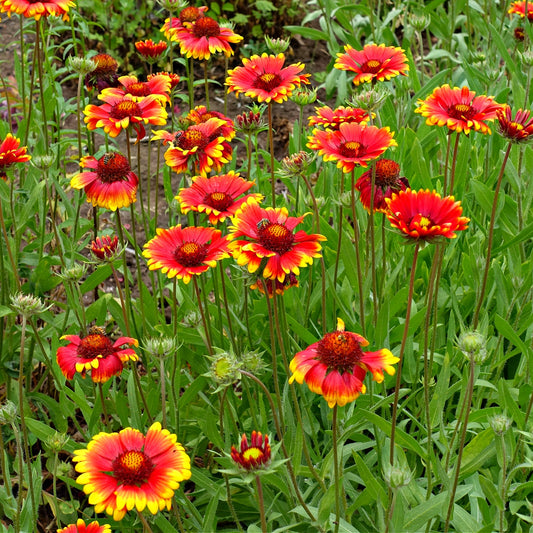 Field of red and yellow flowers with green leaves