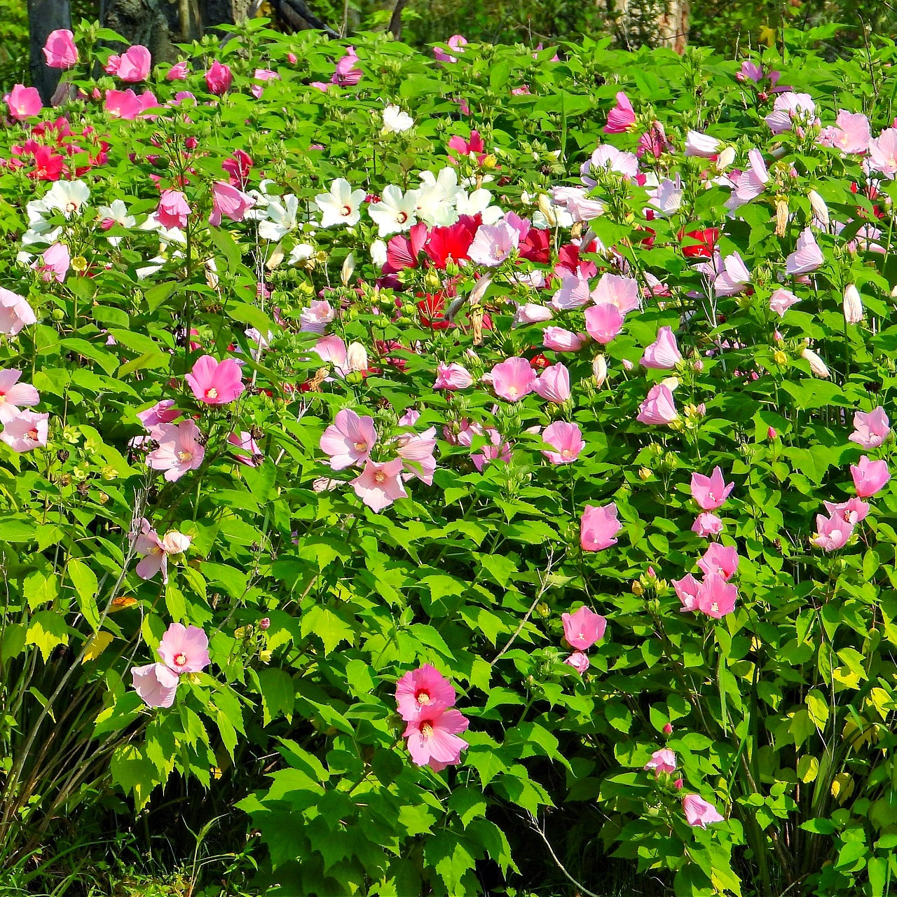 Field of Rose Mallow with pink, white, and red flowers with green leaves