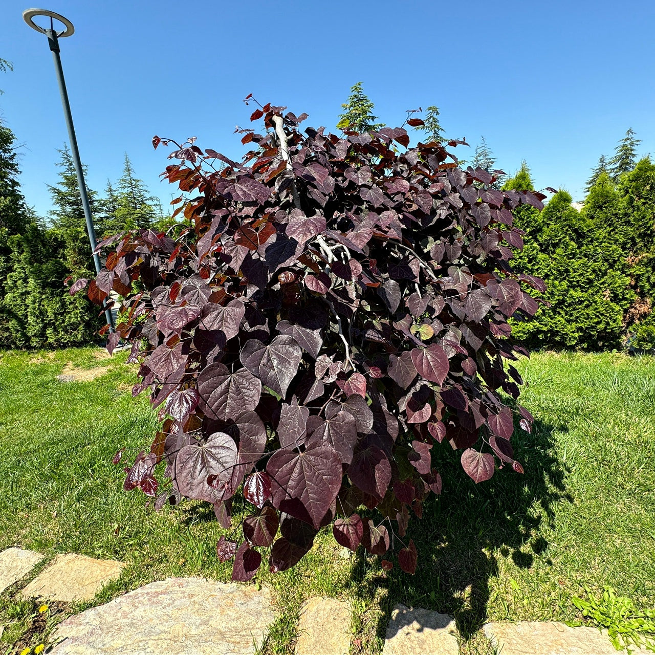 A Forest Pansy Redbud tree with purple leaves in early spring, standing on a grassy lawn with a clear blue sky in the background.
