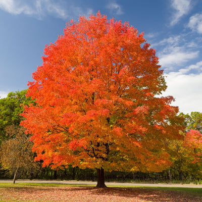 A vibrant image of a Sugar Maple Tree with bright red autumn leaves against a blue sky with scattered clouds.
