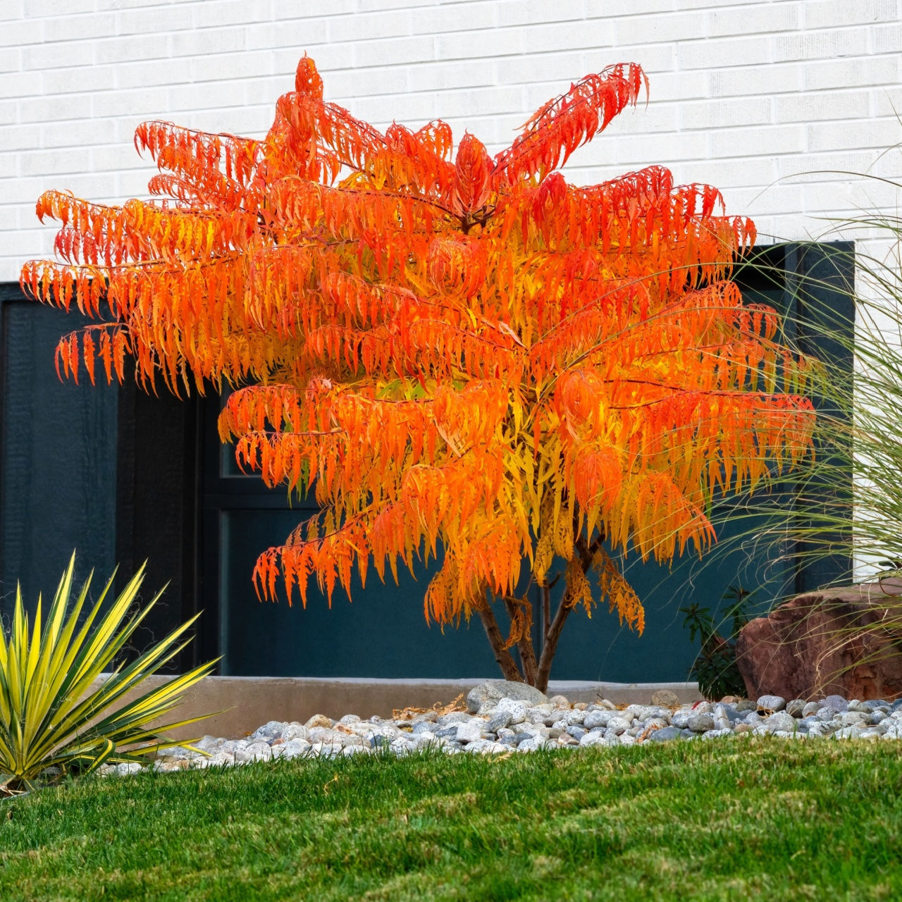 Sumac Shrub with fire colored foliage