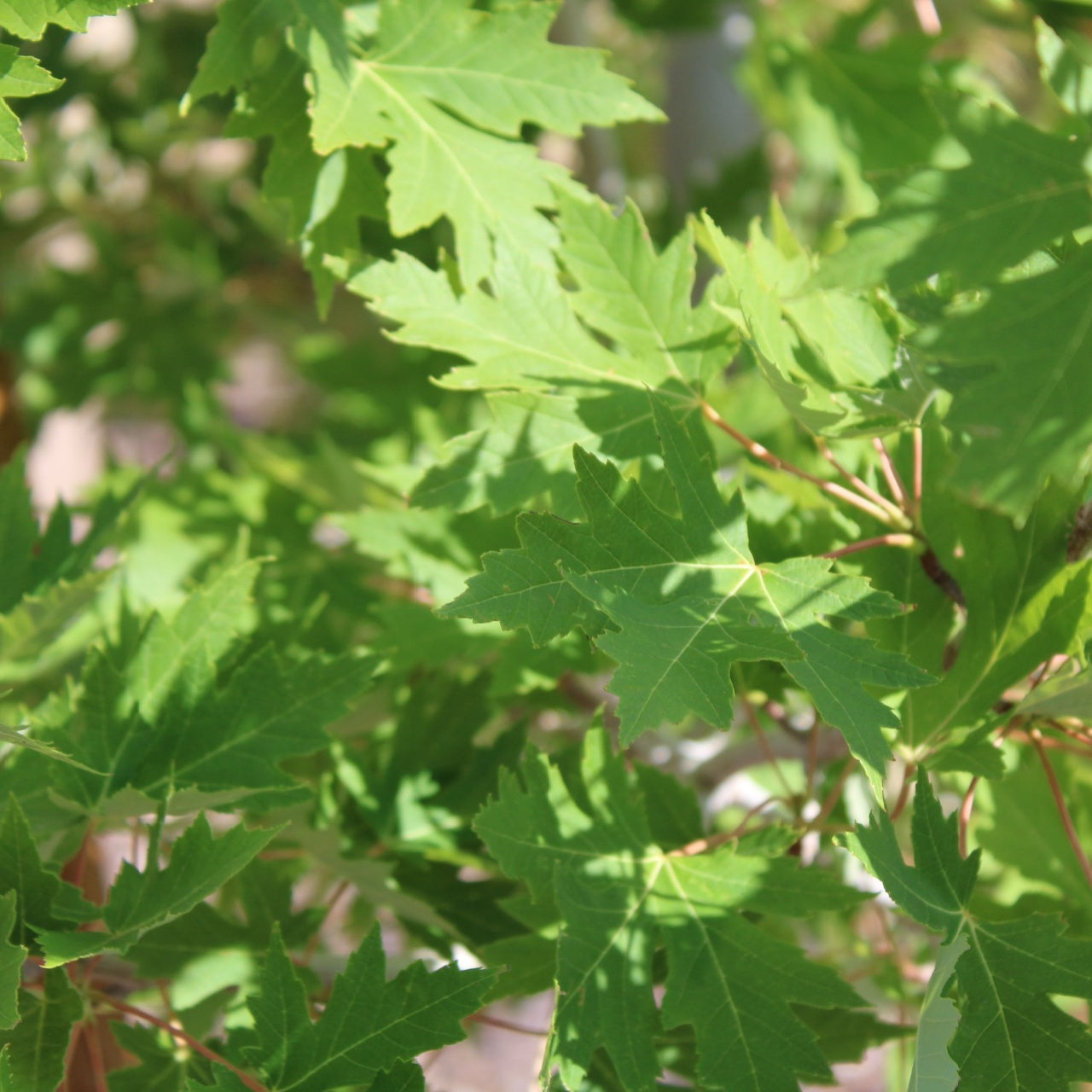 Sycamore Seedling with green foliage