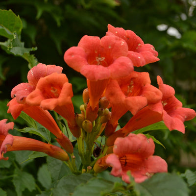 A cluster of orange trumpet-shaped flowers on a vine plant.