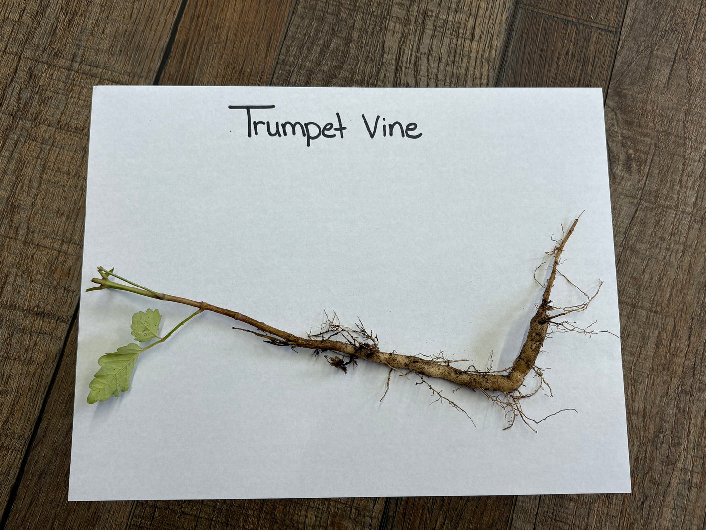 trumpet vine root