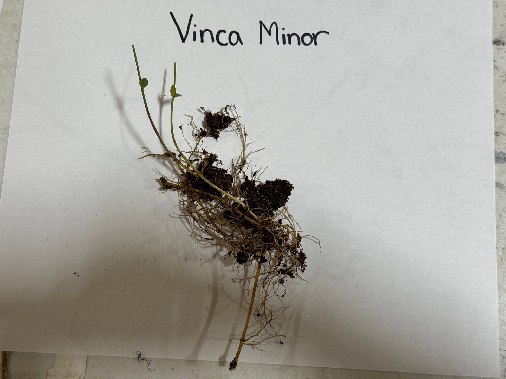 vinca minor roots