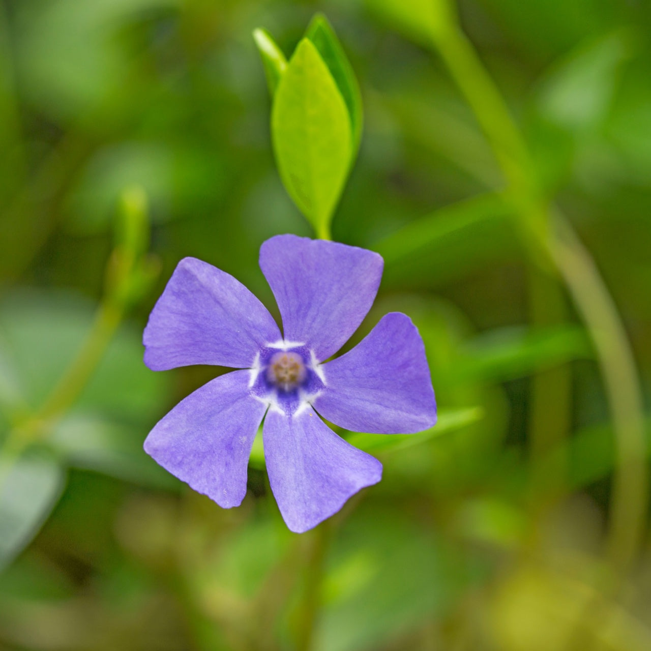 Vinca Minor Plant in full bloom with blue flowers