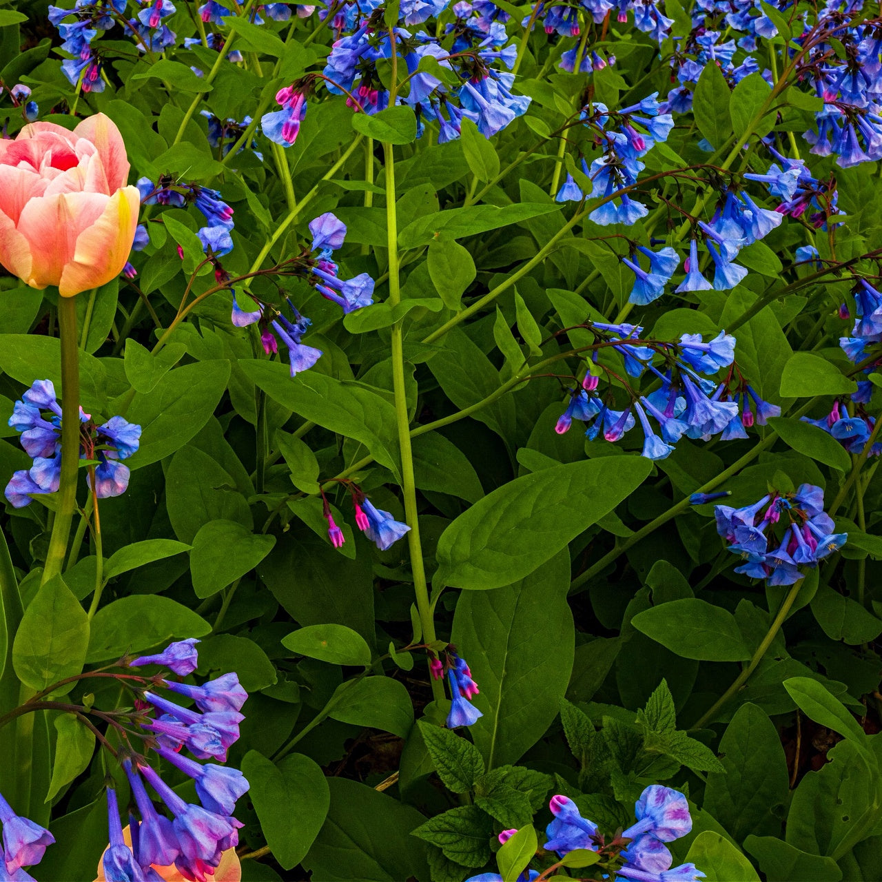 Virginia Bluebell Plants blooming with blue flowers