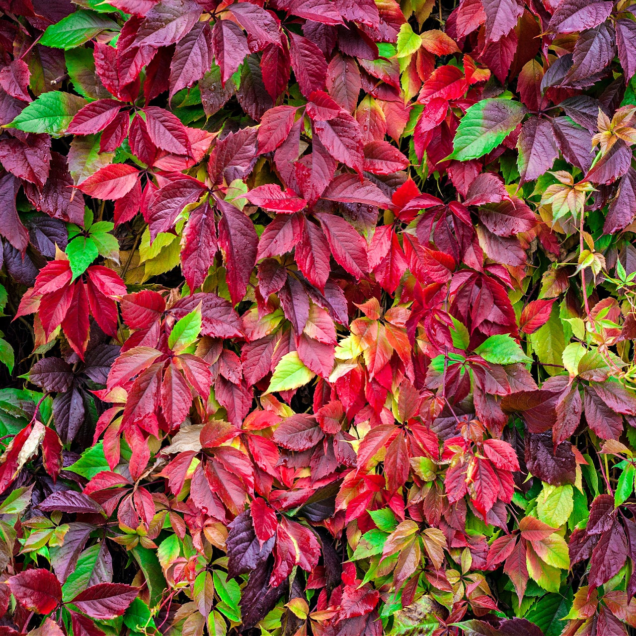 A dense cluster of Virginia Creeper plants with vibrant red and green leaves covering a vertical surface.