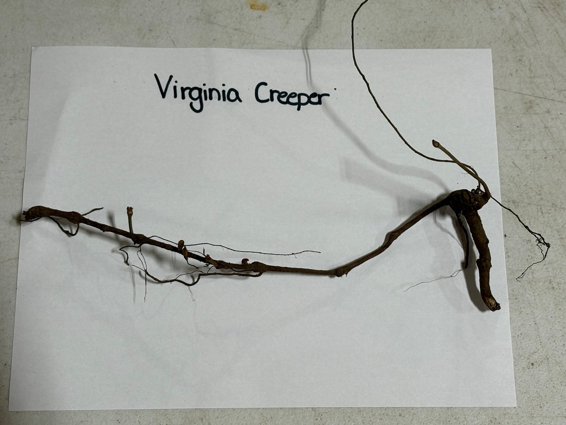 Virginia Creeper root