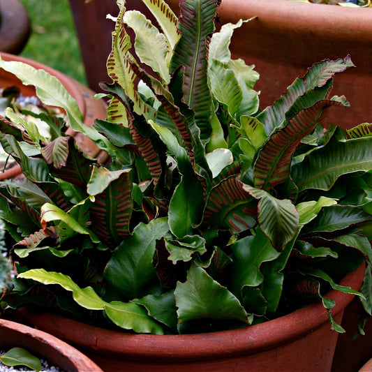 A pot of Walking Ferns with glossy, triangular-shaped leaves showing vibrant green colors and distinctive venation.