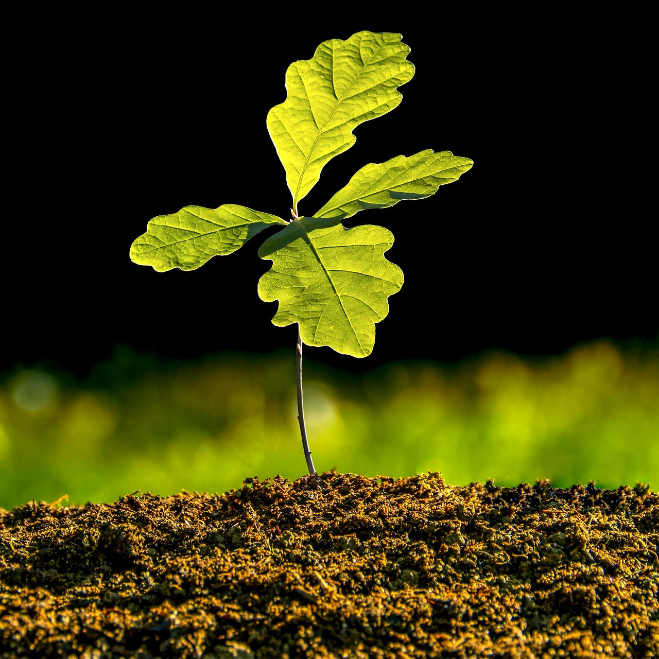 White Oak Seedlings growing in the dirt with sun on the foliage