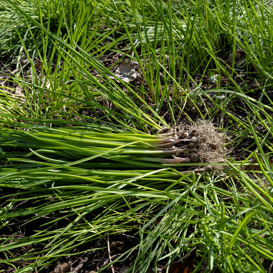 A cluster of wild garlic plants with broad, green leaves and white flowers growing in a natural outdoor setting.