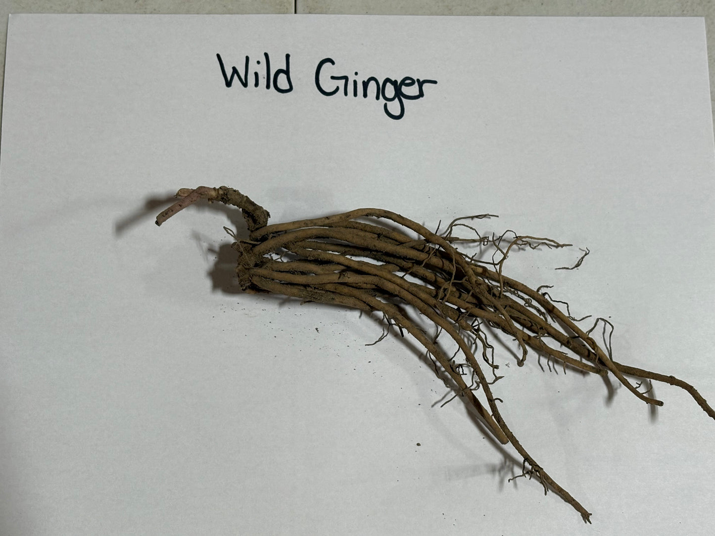 Wild ginger root