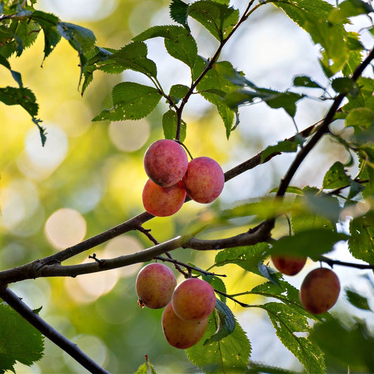 A branch of a wild plum tree with green leaves and clusters of red plums.