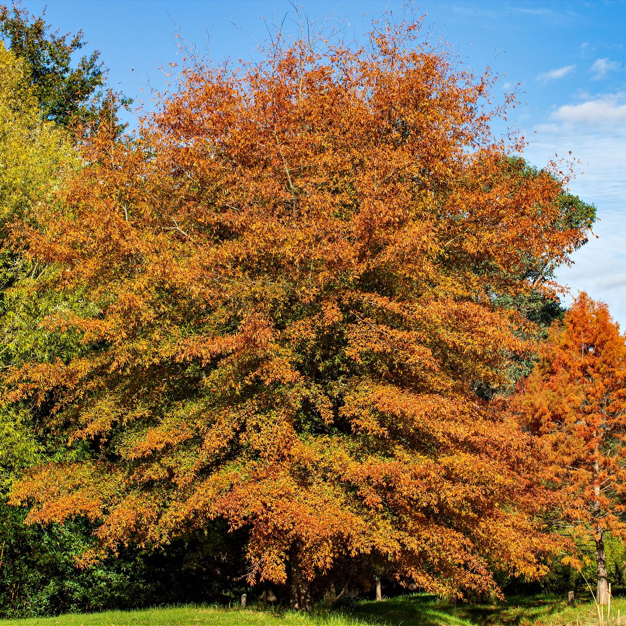 A Willow Oak tree in autumn with orange and yellow leaves, standing in a grassy area.