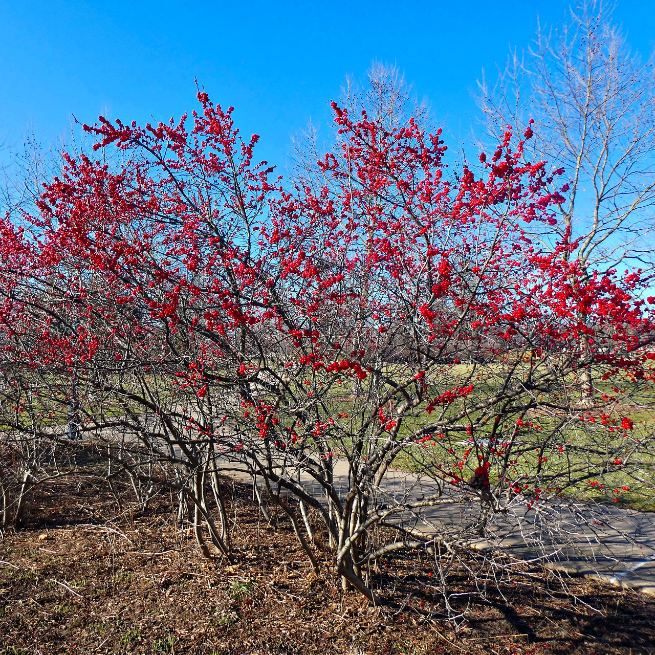 Winterberry Shrub's Bright Red Blooms