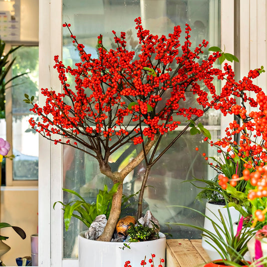 A potted Winterberry shrub with bright red berries displayed indoors, likely intended for sale as a landscape plant.