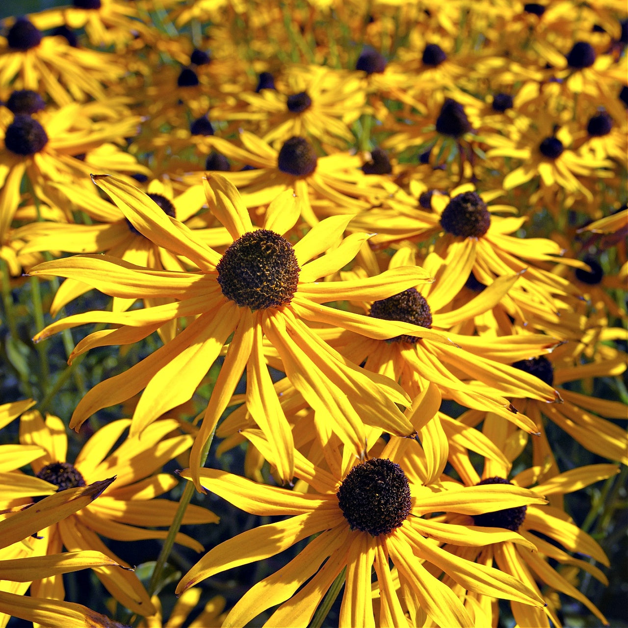 Yellow Coneflower Plants Bright Yellow Flowers