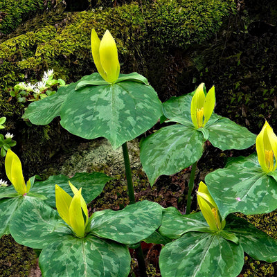 Yellow Trillium Plants Flowers About To Start To Bloom