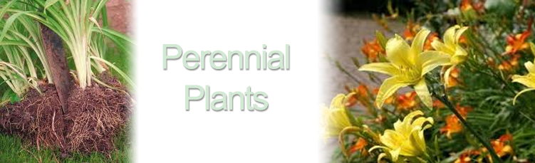 Bareroot Perennials