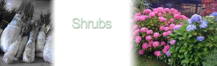 Bareroot Shrubs