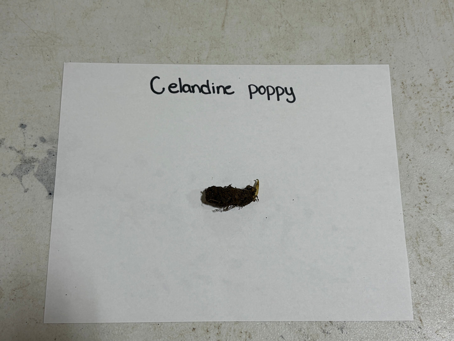 Poppy plant root