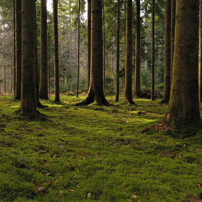Fern Moss - 5 Square Feet