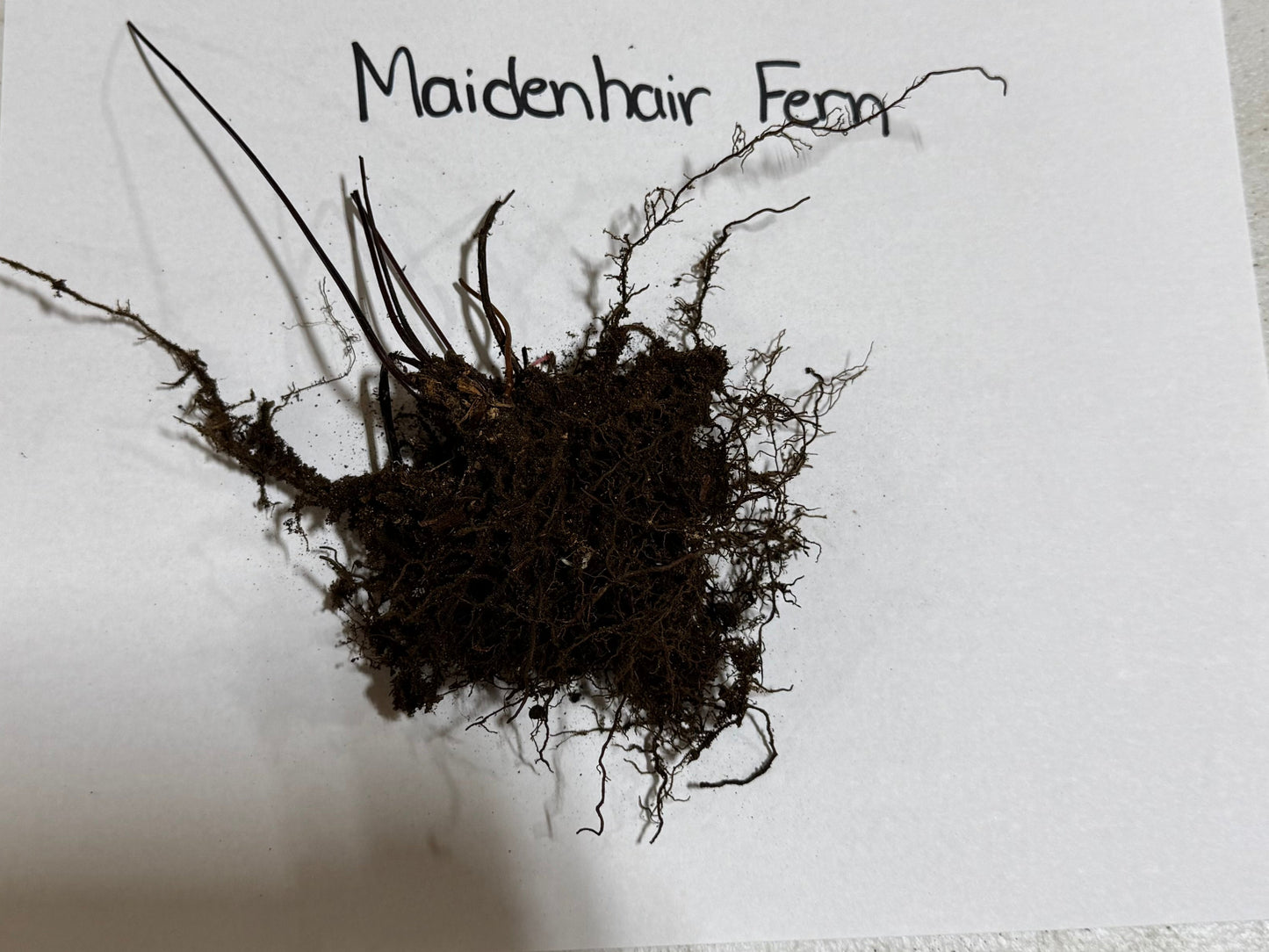 Maidenhair Fern root