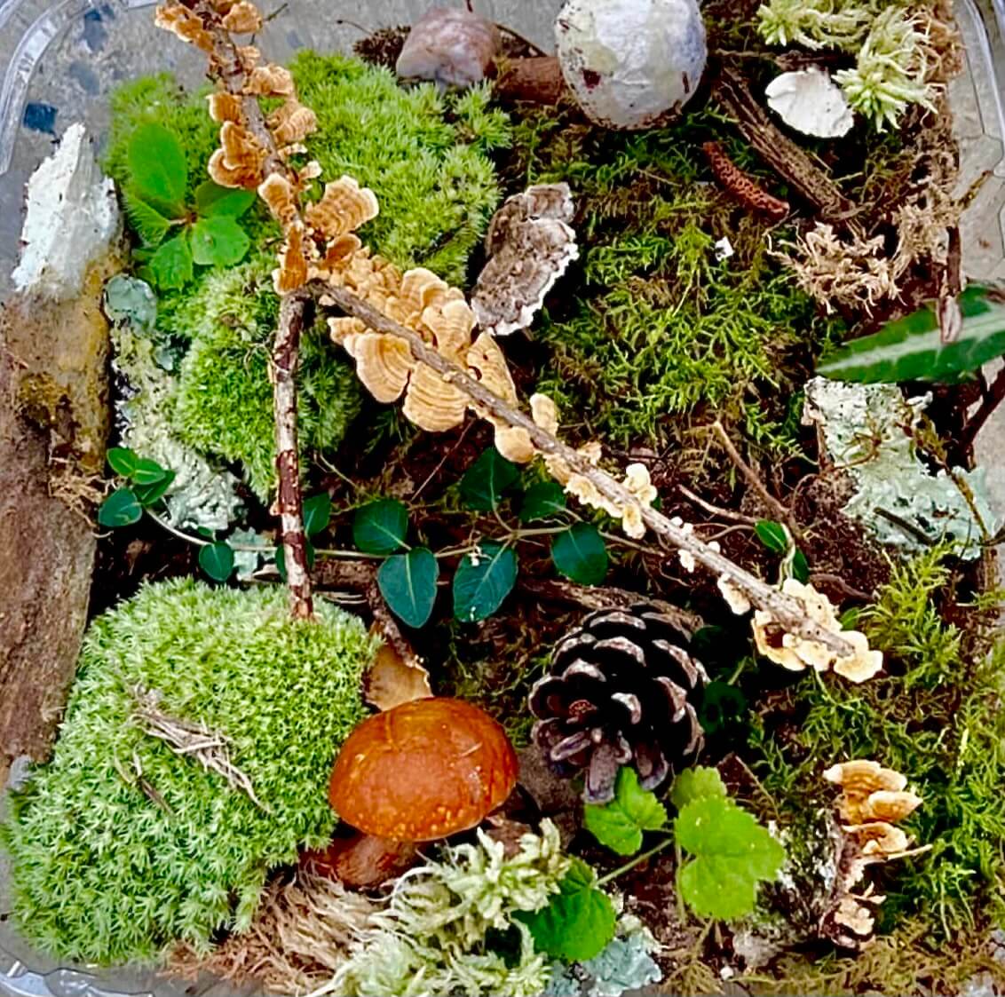 Terrarium Plant Kit