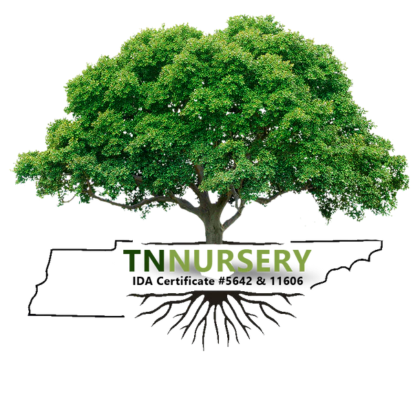 TN Nursery Logo