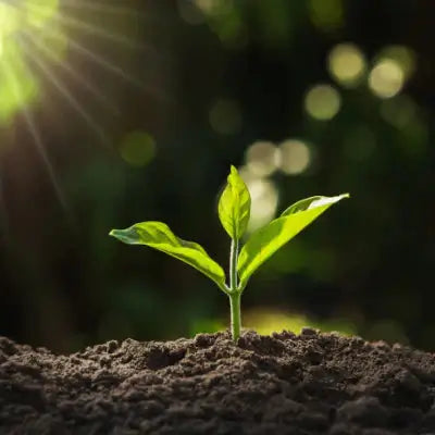 Why Do You Need To Read TN Nursery Reviews?