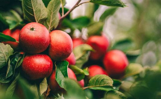 A Comprehensive Guide to Growing and Caring for Fruit Trees - Tree Nursery Co