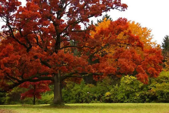Essential facts about the red oak tree - Tennessee Wholesale Nursery