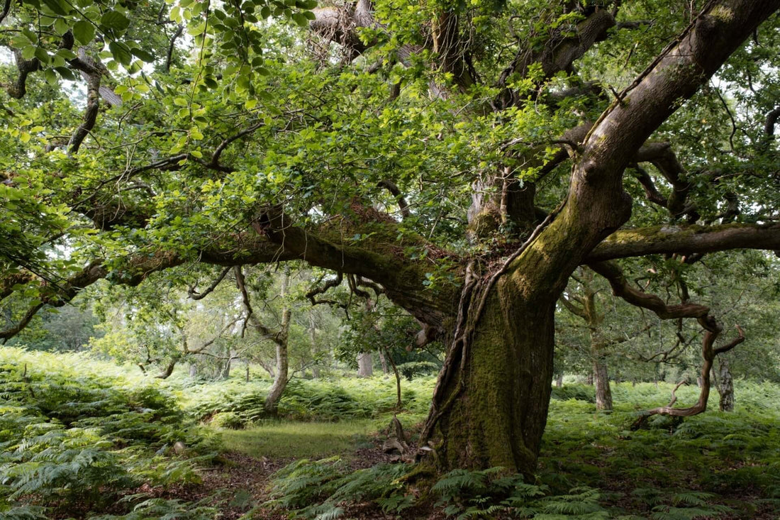 Top Oak Trees for Landscaping